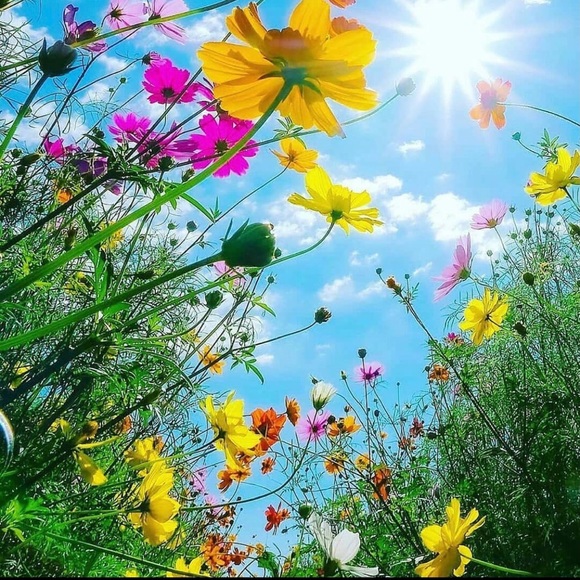 Meet your Posher, Melissa - Picture 9 of 9